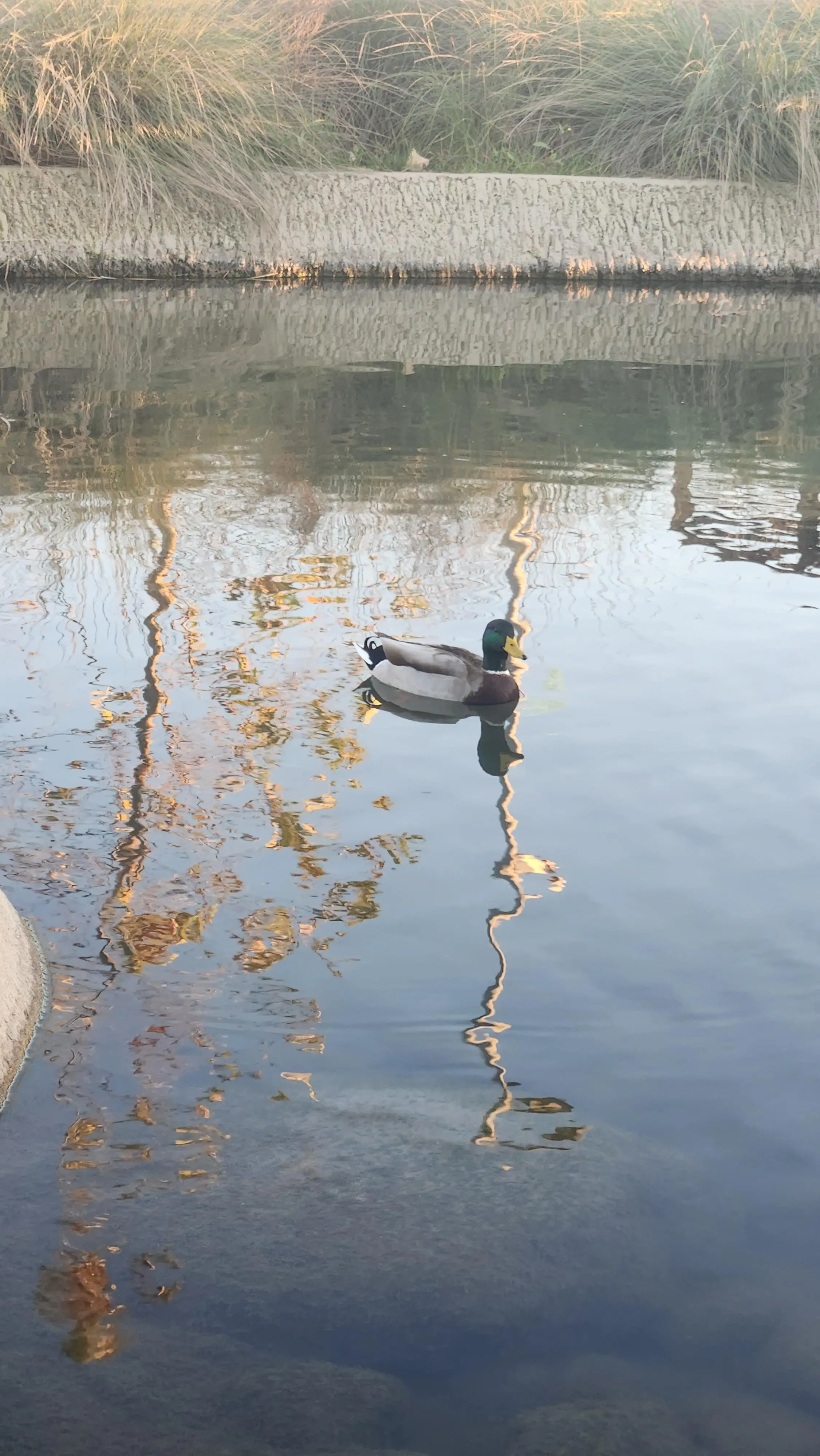 Picture of a duck swimming