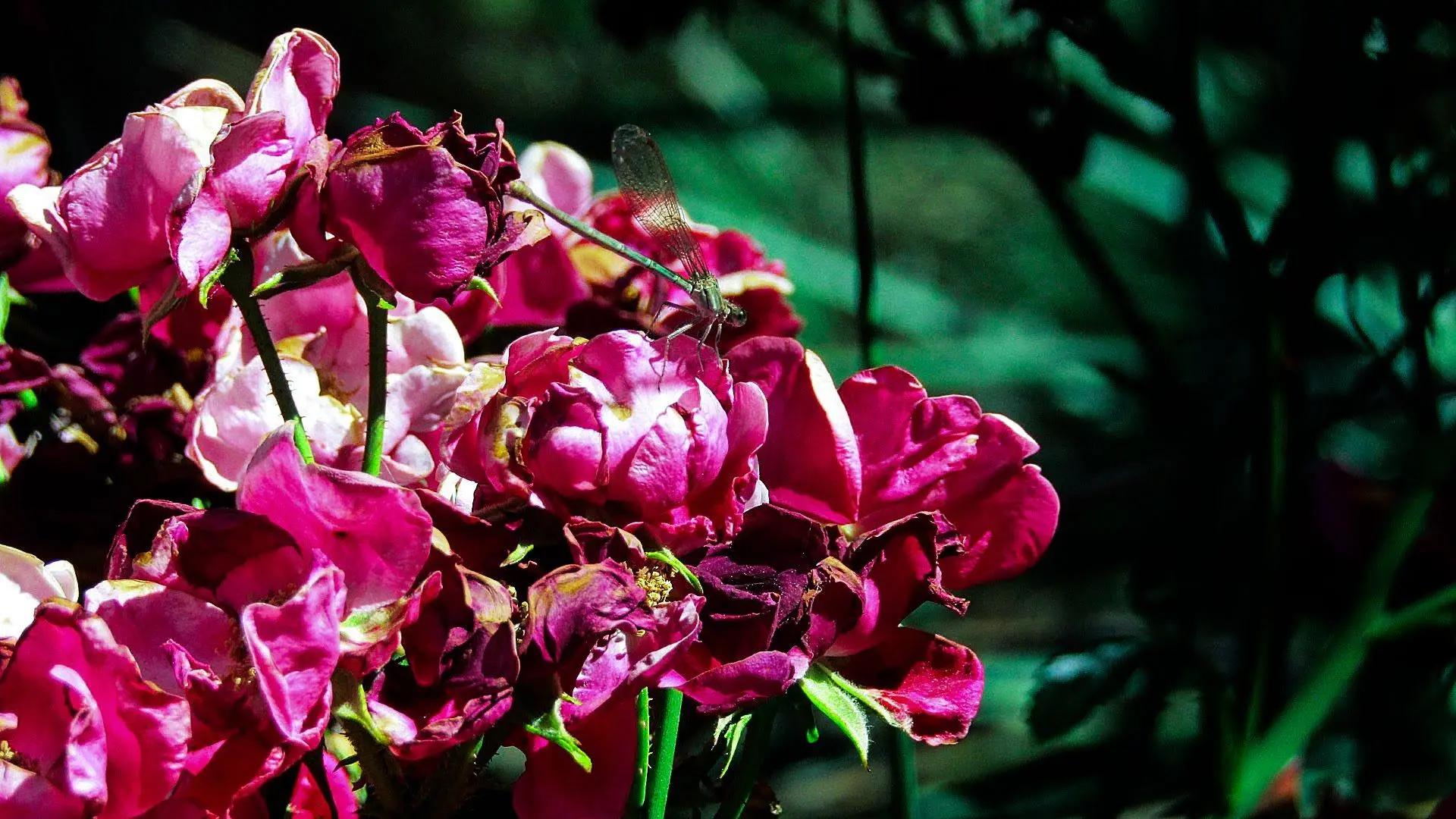 Picture of a dragonfly on some flowers